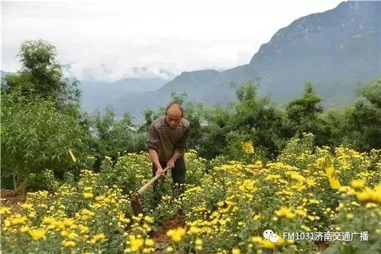 春季养肝护肝食谱大全（春季降火必备色泽金黄）(23)