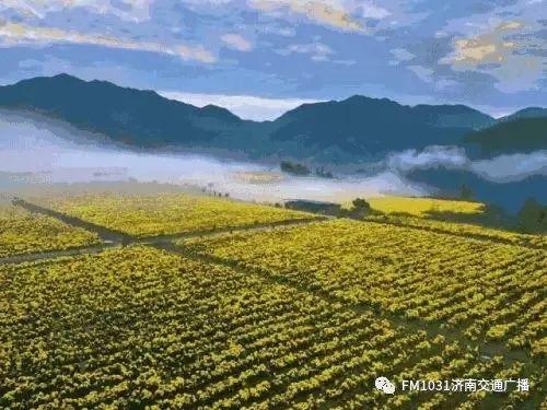 春季养肝护肝食谱大全（春季降火必备色泽金黄）(19)