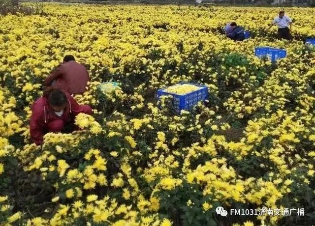 春季养肝护肝食谱大全（春季降火必备色泽金黄）(25)