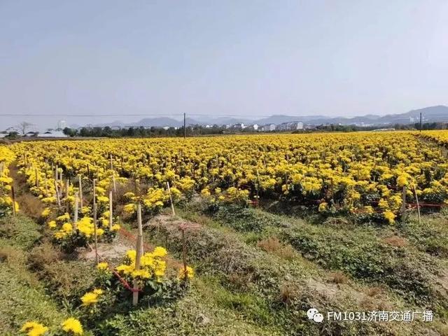 春季养肝护肝食谱大全（春季降火必备色泽金黄）(24)