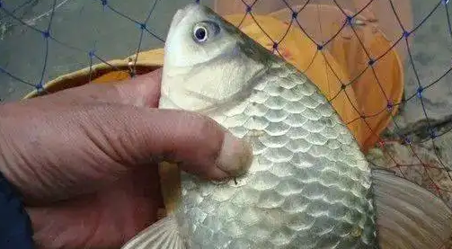 野钓鲫鱼怎么调漂最好,野钓鲫鱼怎么调漂出口最准确视频图5