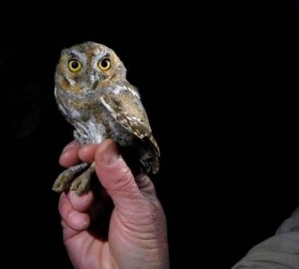 ​猫头鹰为什么喜欢在夜间活动，猫头鹰为什么白天睡觉晚上活动？