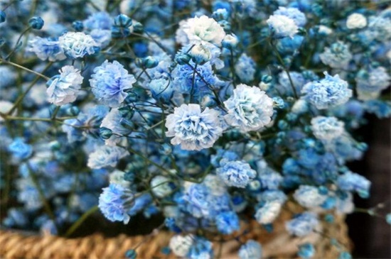 满天星花语和寓意（图）(图4)