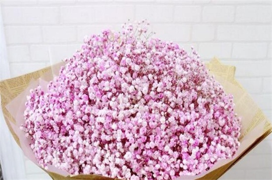 满天星花语和寓意（图）(图3)