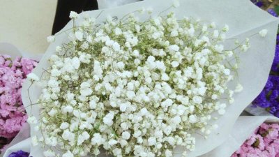 ​满天星花语和寓意（图）