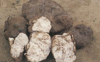 ​茯苓的功效和作用（被誉为“四时神药”）