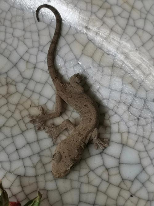 壁虎怎么养（壁虎养殖方法）