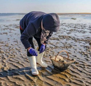 ​蛏子怎么吐沙干净（蛏子如何清理干净）