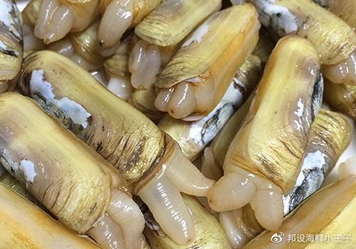 蛏子怎么吐沙干净（蛏子如何清理干净）