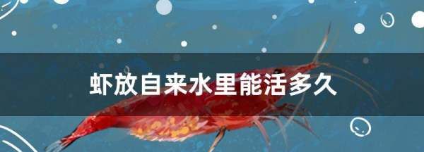 活虾放水里多久不死,活虾在矿泉水瓶里能活多长时间啊图2