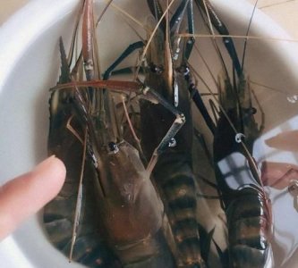 ​活虾放水里多久不死,活虾在矿泉水瓶里能活多长时间啊