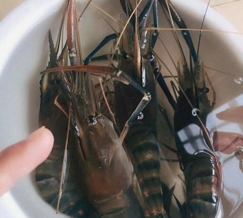 活虾在矿泉水瓶里能活多长时间啊