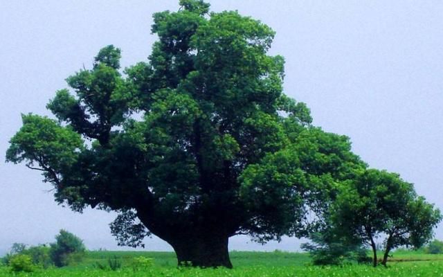 母亲节说给妈妈的话语，母亲节怎么给家长说？图12