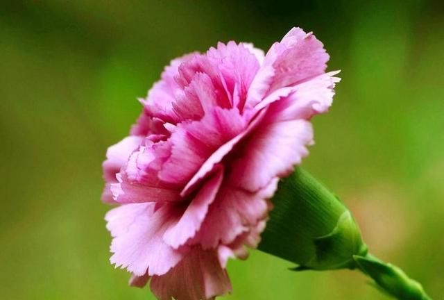 母亲节说给妈妈的话语，母亲节怎么给家长说？图15