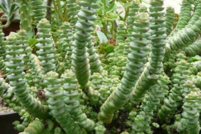 ​钱串子的养殖方法,钱串子花的养殖方法和注意事项夏天