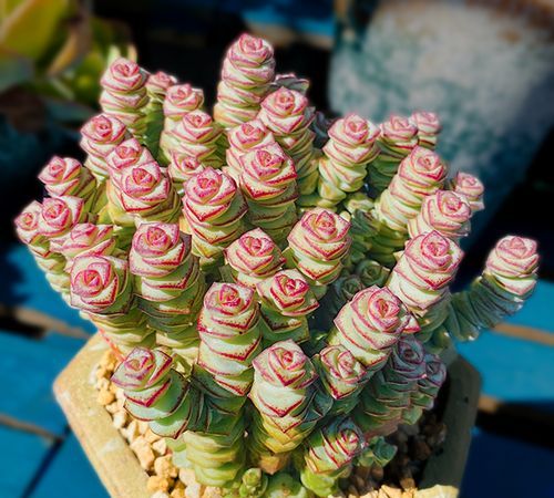 钱串子花怎么养殖