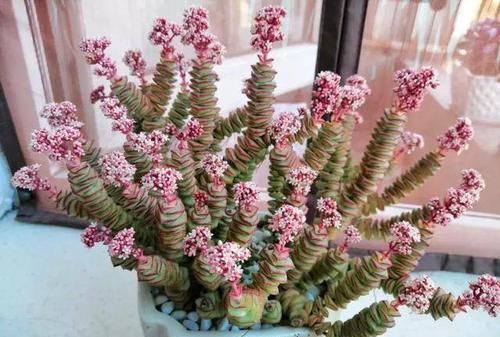 钱串子花的养殖方法和注意事项钱串子花的养殖方法和注意事项有哪些