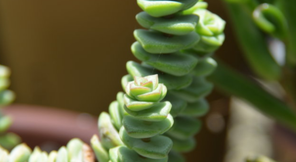 钱串子的养殖方法,钱串子花的养殖方法和注意事项夏天图4