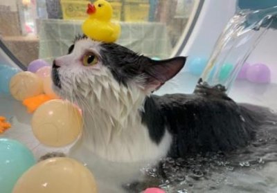 ​犬猫再生障碍性贫血，愈后调理试试红狗补血膏 宠物补血膏有用吗？