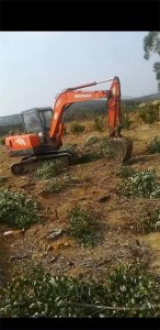 ​毁灭生态系统的“速生桉”