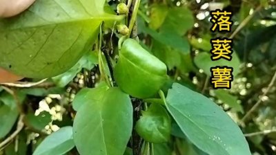 ​落葵薯，别名藤三七，可食可药用，你认识吗