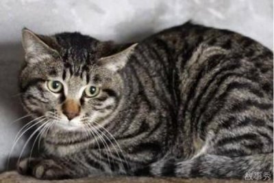 ​狸花猫：中国本土纯种猫，好喂养(干净的水和适合的粮)