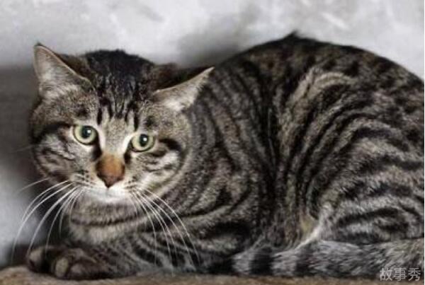 网络图片(侵删)