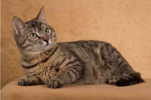 网络图片(侵删)