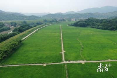 ​梅州八乡情禾米酒价格表，乡纯米酒批发价