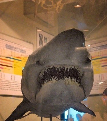 粉嫩嫩的精灵鲨你见过吗？长相太凶猛可怕