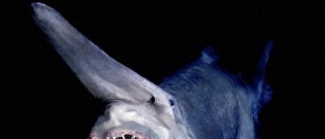 粉嫩嫩的精灵鲨你见过吗？长相太凶猛可怕