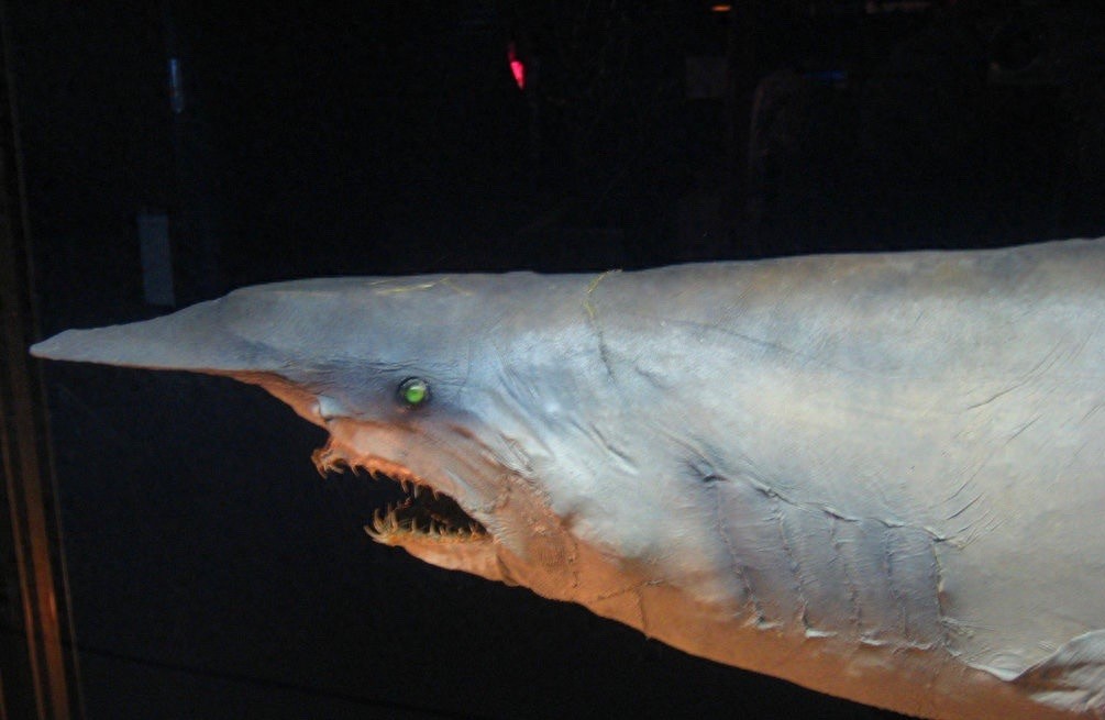 粉嫩嫩的精灵鲨你见过吗？长相太凶猛可怕