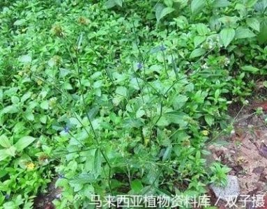 ​白花地胆草，别名牛舌草