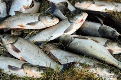 ​鲢鳙怎么钓？来看看在池塘里是怎么浮钓鲢鳙