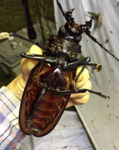 ​在森林里发现这只罕见的昆虫界巨无霸，它就是罕见的泰坦大天牛！