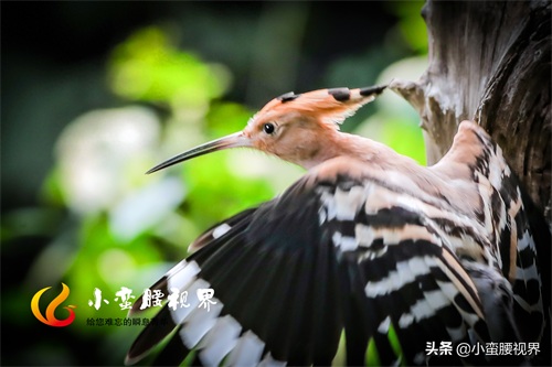 以色列的“国鸟”戴胜，圣经禁鸟。被封为以色列国鸟，寓意祥和