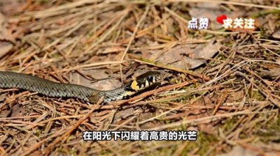 ​探索中国蛇类世界：你认识这二十六种蛇及其学名吗？#神奇