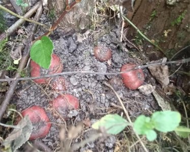 ​农村山上的这种“野地瓜”你吃过吗？