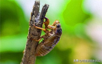 ​农村养殖：一亩土地带来惊人收益！