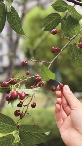 ​樱花树结满“樱桃”？农业技术员提醒：看看就好别进嘴！