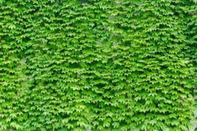 ​家里种植爬山虎的人为什么都后悔？知道这几点，谁种谁后悔