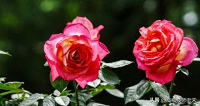 ​月季花遭遇白粉病？这里有几招应对策略