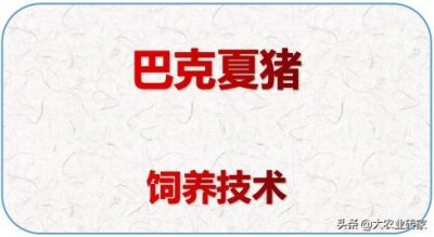 ​养猪秘籍-巴克夏猪饲养技术