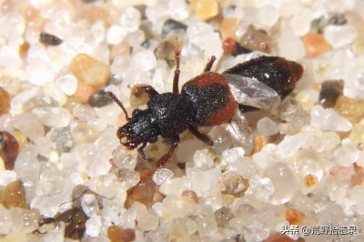 ​秋季小心隐翅虫