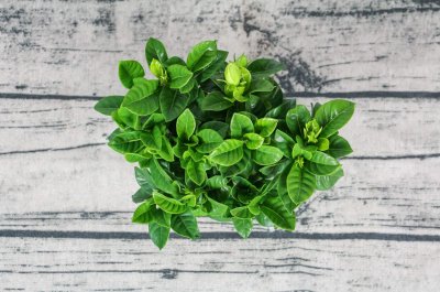 ​水培栀子花的养殖方法及注意事项