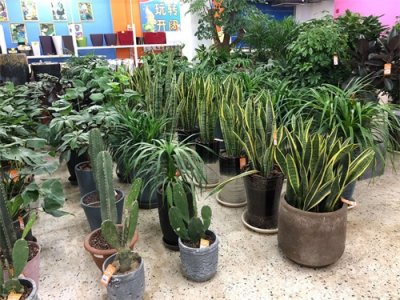 ​虎皮兰开花预示着什么