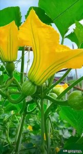 分享图片：秋天丰收的季节，菜园子瓜果硕果累累！