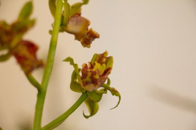 ​兰花换盆要不要剪根