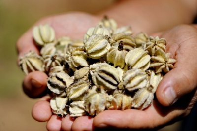 ​台营镇种植珍稀树种翅果油树促增收