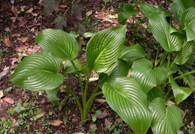 ​玉簪又名白鹤仙，生于林下、草坡或岩石边，花白色，芬香